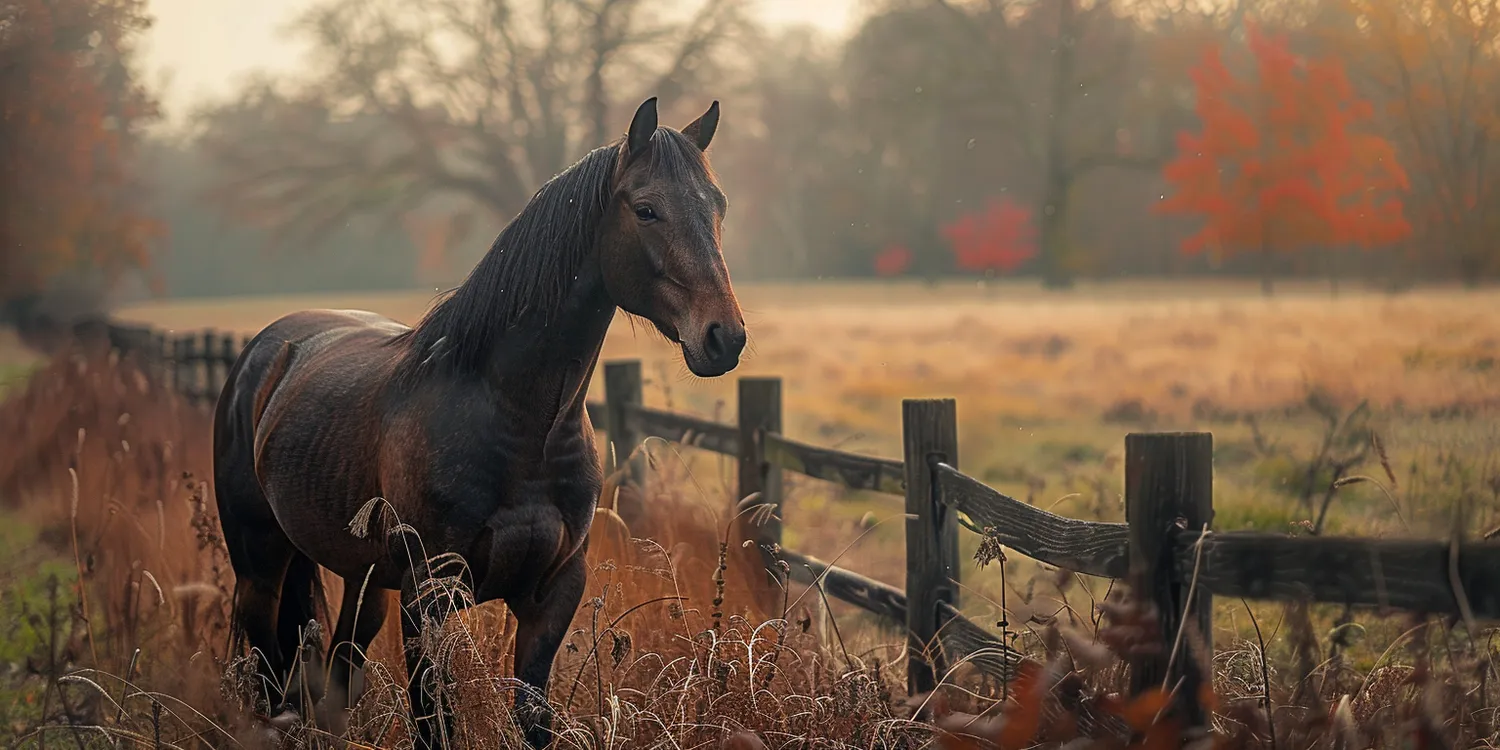 Jak przeżyć śmierć zwierzaka?